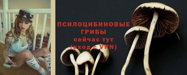 стаф Вязьма